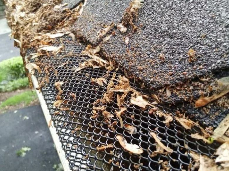 A coarse diamond mesh guard with seeds caught in the openings