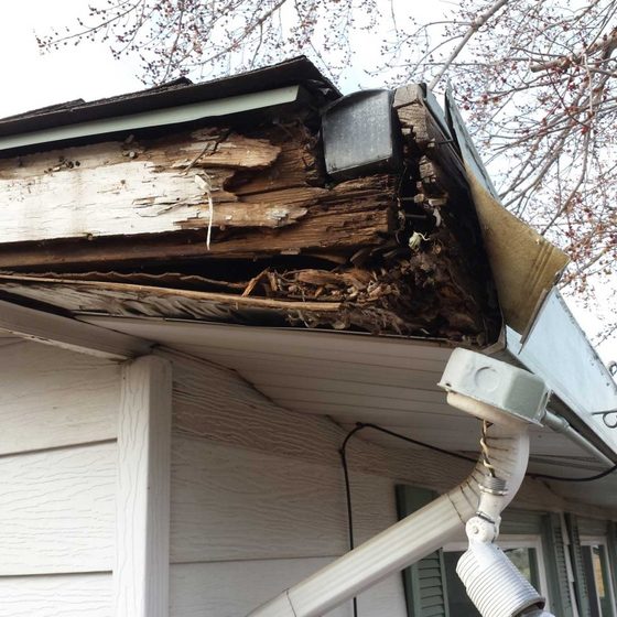 A fascia board rotted right through behind a gutter that has pulled away from it